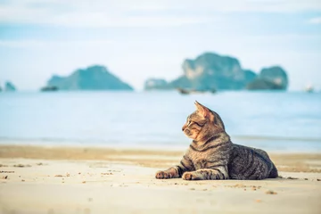 Fotobehang schattige kat ontspannen op railay beach in Krabi, Thailand, Azië © pascalkphoto