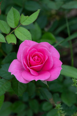 濃いピンク色のミニバラの花のアップ