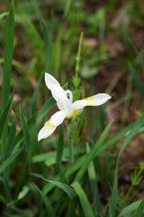 白いアヤメの花