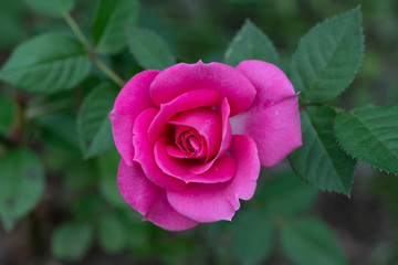 濃いピンク色のミニバラの花のアップ