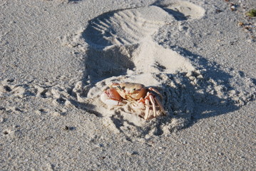 crabe en liberté