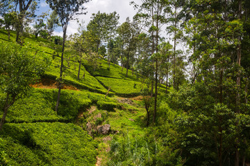 Tea plantation