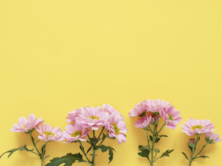 Composition of pink chrysanthemum flowers on a yellow background, top view, creative flat layout. 