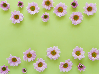 Obraz na płótnie Canvas Composition of pink chrysanthemum flowers on a green background, top view, creative flat lay.
