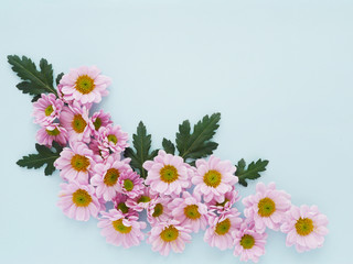 Composition of pink chrysanthemum flowers on a blue  background, top view, creative flat layout.
