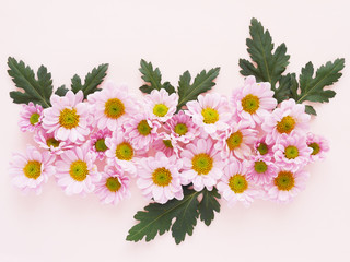 Composition of pink chrysanthemum flowers on a pink background, top view, creative flat layout. The concept of summer, spring, holiday on March 8, mother's day. Frame with copy space.