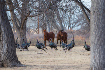 Turkeys and Horses in Texas
