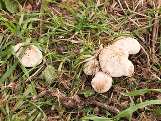 close up of st george's mushrooms on floor spring forage