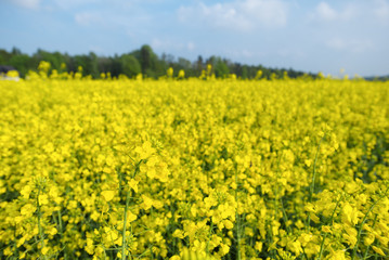 Rape flower. Springtime rape field.