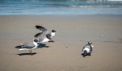 Seagulls