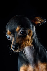 a portrait of a Russian toy-terrier dog