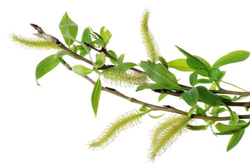 Spring April  twigs  with flowering buds and green leaves  of wild Willow tree.
