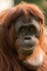Orangutan © st_matty