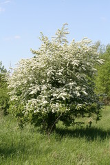 Obraz premium Blühender Weißdorn im Frühling