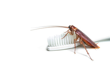 cockroach on brush teeth with isolated background.