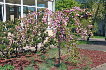 The weeping cherry tree PRUNUS KIKU SHIDARE  blossoms in fluffy fragrant pink flowers