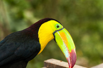 Tucan, Ruinas Maya de Copan