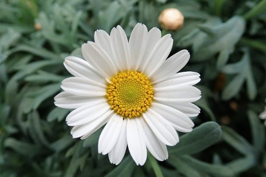 Close-up of Argyranthemum Frutescens White Flower