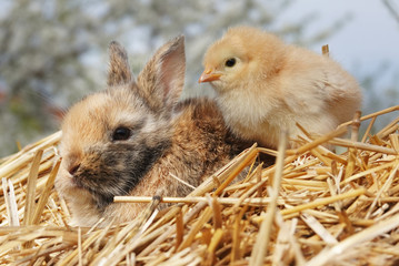 Cute little rabbit bunny and chick are best friends on straw pile