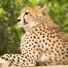 Cheetah