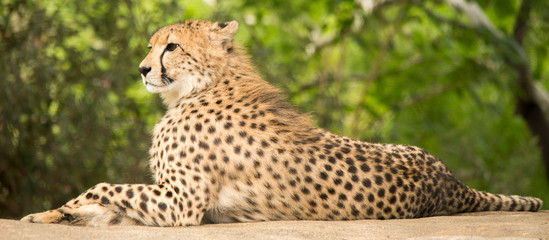 Cheetah