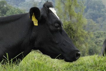 Obraz na płótnie Canvas vaca negra
