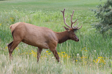 Elk of The Colorado Rocky Mountains