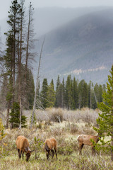 Elk of The Colorado Rocky Mountains