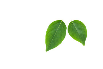 flat lay of green leaf isolated on white background