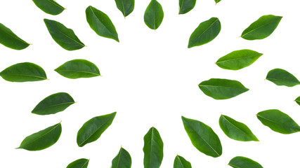 flat lay green leaf isolated on white background for creative nature backdrop
