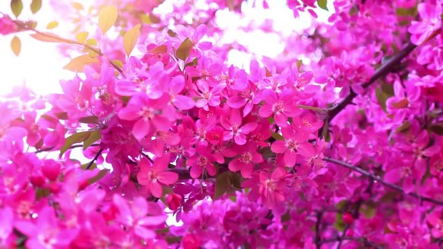 Pink tree in daylight, branches of spring flowering tree, fruit tree, slow motion