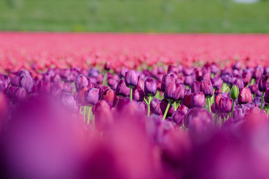 Field Of Purple And Pink Tulips In Holland