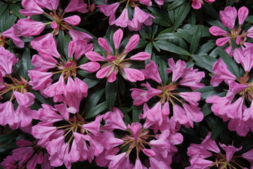 Obraz premium Rosa Blüten des Rhododendron