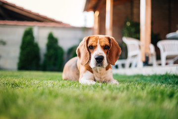 Beagle dog laying on the grass outdoors. Pretty dog in the yard.