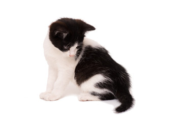 Cute black and white kitten isolated on white