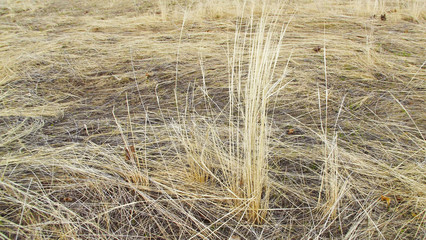 Beautiful natural background of dry grass.