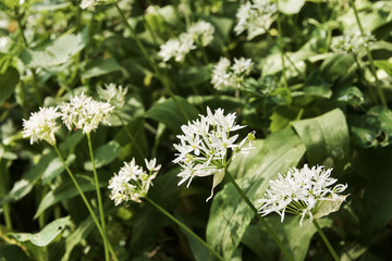 Close-up view of a flower of the bear garlic - Allium ursinum - blooming in the forest on a sunny day