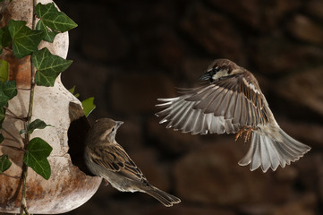 Flying sparrow, in bird feeder, Passer domesticus, male and female
