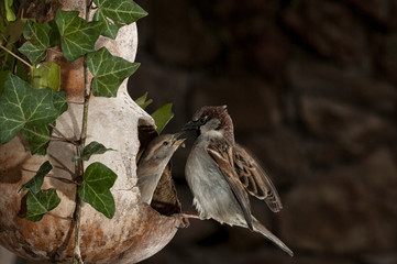Flying sparrow, in bird feeder, Passer domesticus, male and female