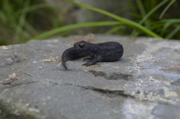 Bergmolch (Ichthyosaura alpestris) Weibchen in Landtracht (Sommer)