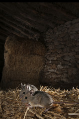 Field mouse in barn and haystack, Apodemus sylvaticus