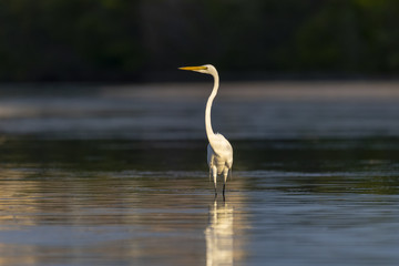Great Egret in shallow water
