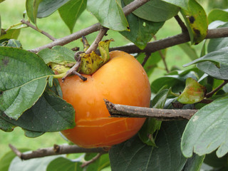 Single persimmon fruit on the tree in leaves