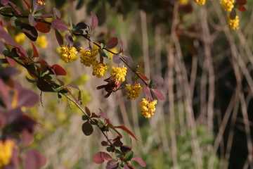 hornet on berberis