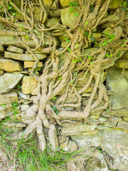 big gnarled trunk of an  ivy on a old stone wall