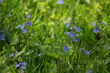 Petites fleurs dans l'herbe © Karine