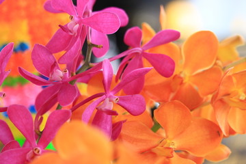 Orchid and pink and orange