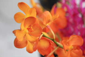 Obraz premium Yellow and orange orchids