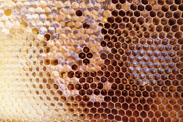 full frame honey comb with honey inside. bee hive.