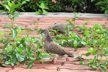 Pigeon walking on the ground in nature.
